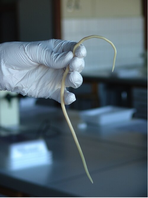 Pig Roundworm reference