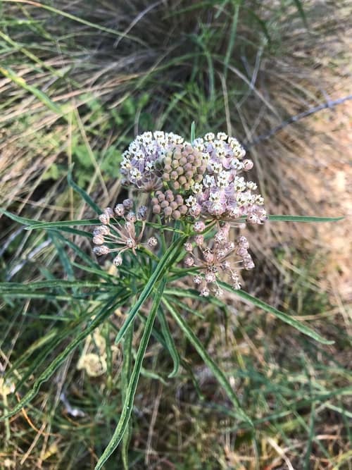 Narrowleaf Milkweed reference