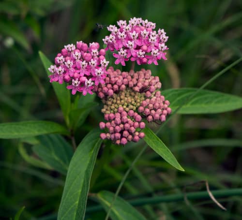 Swamp Milkweed reference