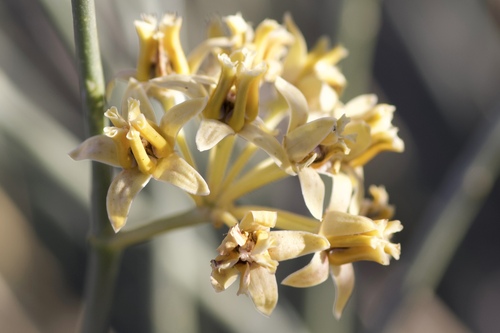 Desert Milkweed reference