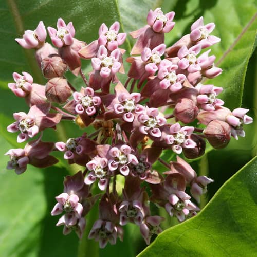 Common Milkweed reference