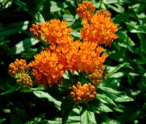 Butterfly Weed reference