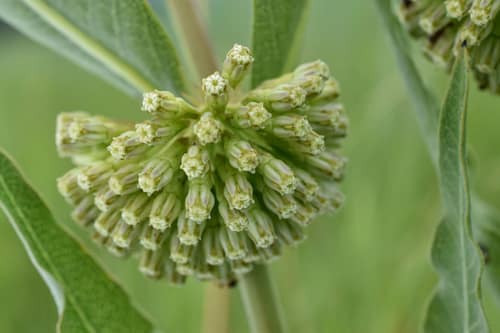 Green Milkweed reference