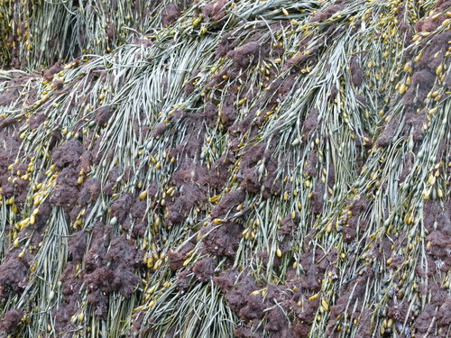 Knotted Wrack reference
