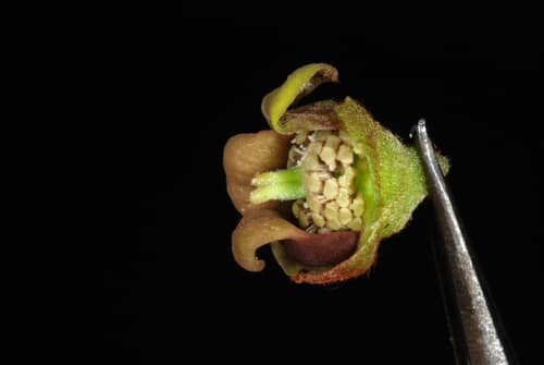 Small-flower Pawpaw reference