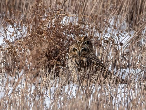 Short-eared Owl reference