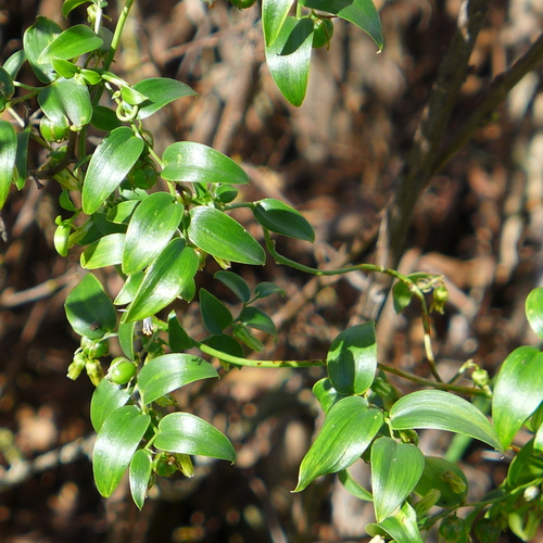 Bridal Creeper reference