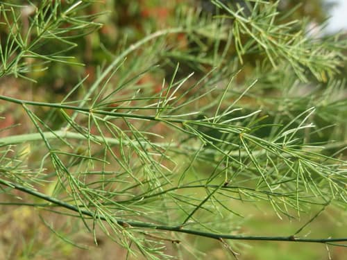 Common Asparagus reference