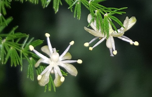 Common Asparagus Fern reference