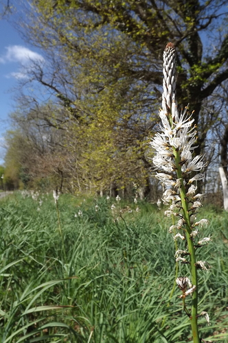 White Asphodel reference