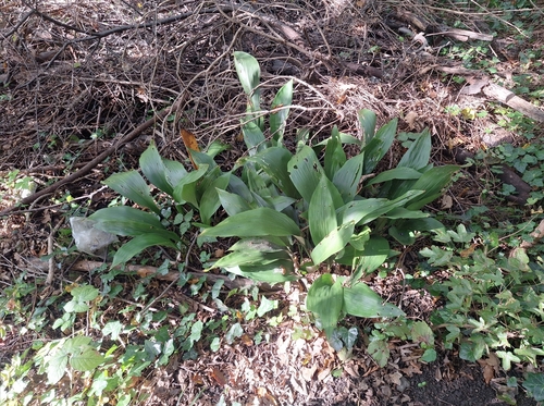 Cast Iron Plant reference