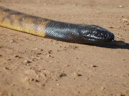 Black-headed Python reference