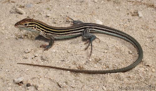 Six-Lined Racerunner reference