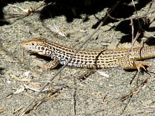 Western Whiptail reference