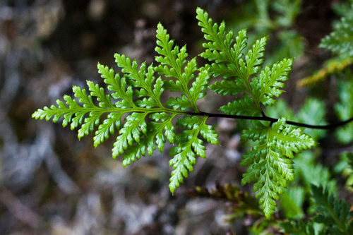 California Lace Fern reference