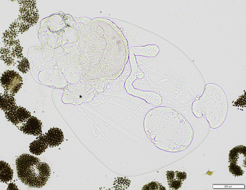 Brightwell's Rotifer reference