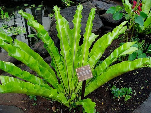 Japanese Bird's Nest Fern reference
