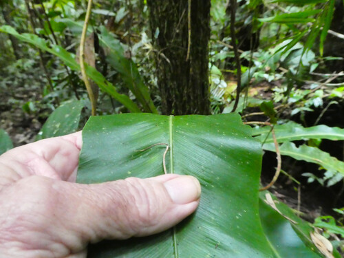 Australian Bird's Nest Fern reference