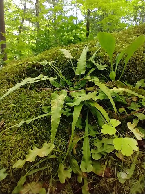 Walking Fern reference