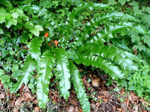 Hart's-Tongue Fern reference