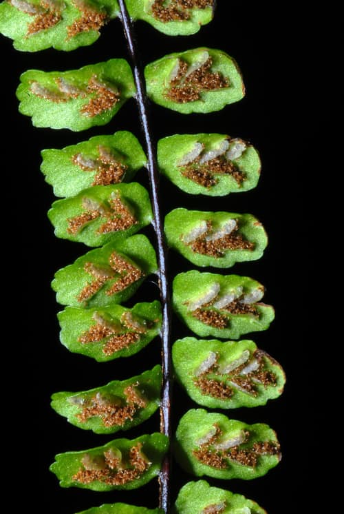 Maidenhair Spleenwort reference