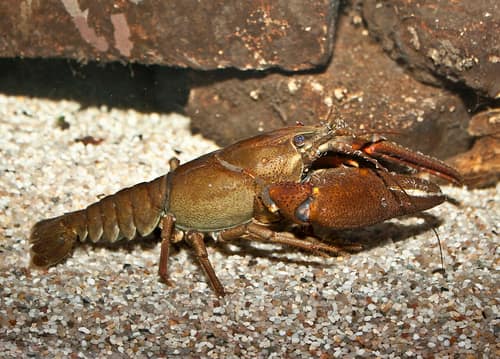 Noble Crayfish reference
