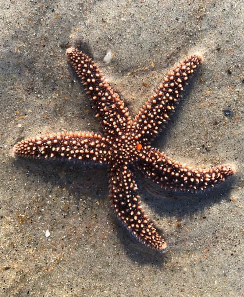 Forbes' Sea Star reference