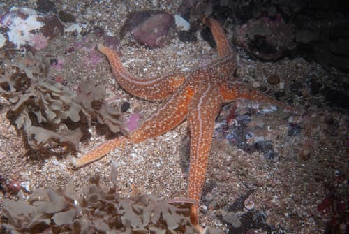 Common Starfish reference
