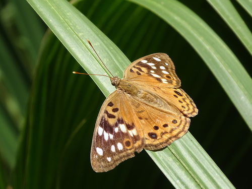 Hackberry Emperor reference