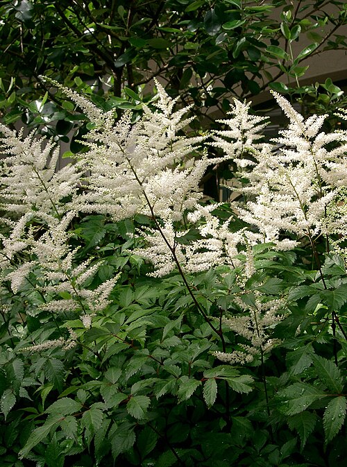 Japanese Astilbe reference
