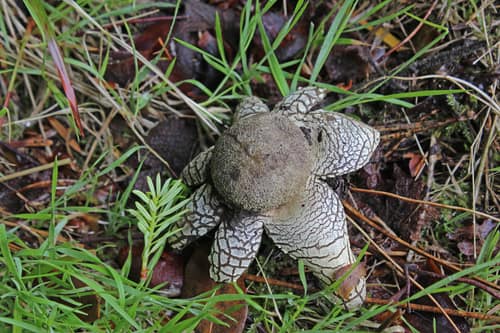 Barometer Earthstar reference