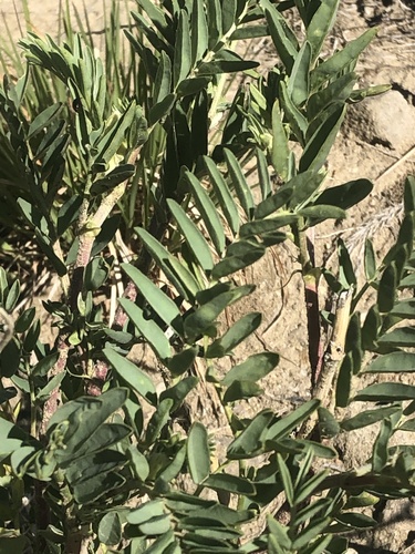 Two-grooved Milk-vetch reference