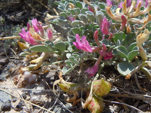 Cicada Milkvetch reference
