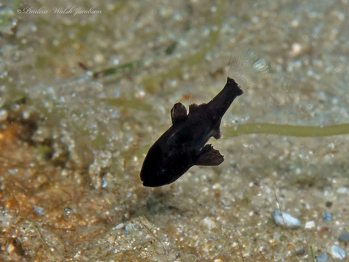 Bronze Cardinalfish reference