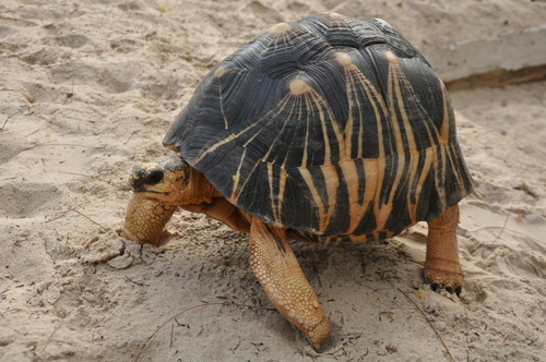 Radiated Tortoise reference