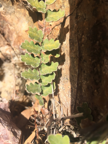 Wavy Cloak Fern reference