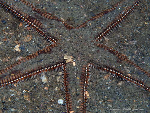 Two-spined Sea Star reference