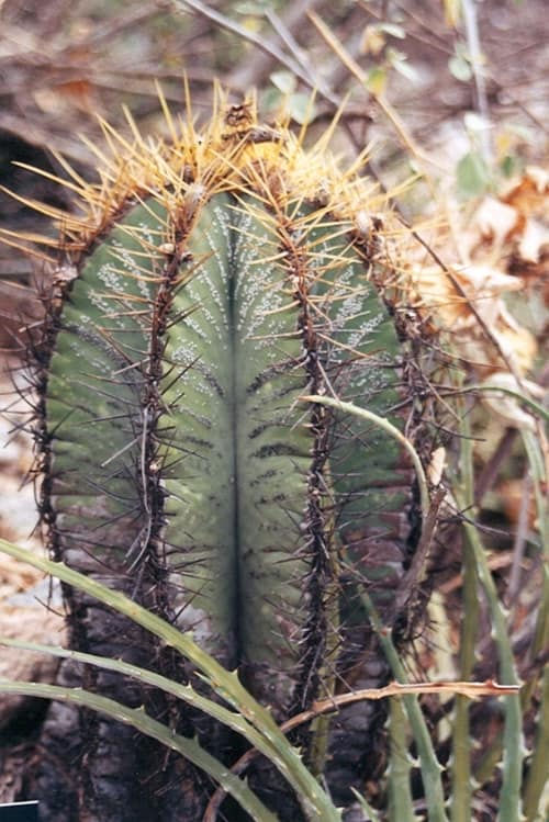 Monk's Hood Cactus reference