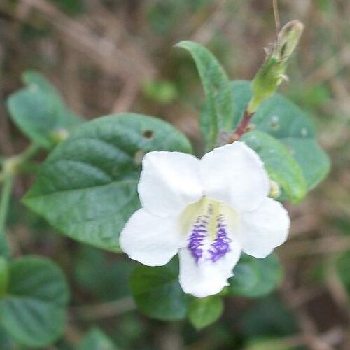 Creeping Foxglove reference