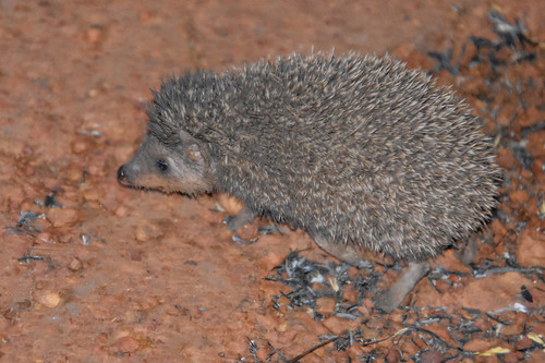 Four-toed Hedgehog reference