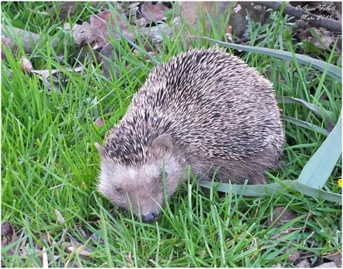 North African Hedgehog reference