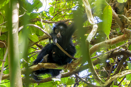 Peruvian Spider Monkey reference