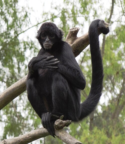 Colombian Black Spider Monkey reference