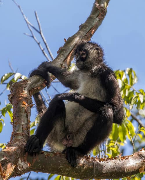 Geoffroy's Spider Monkey reference