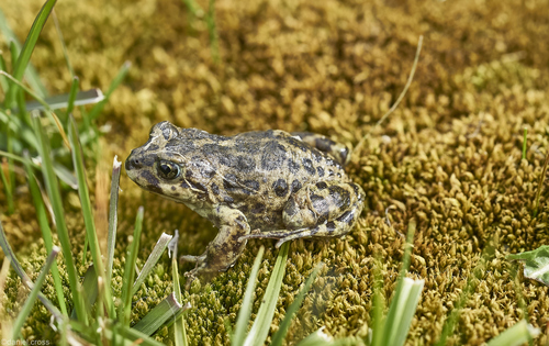 Laguna Verde Frog reference