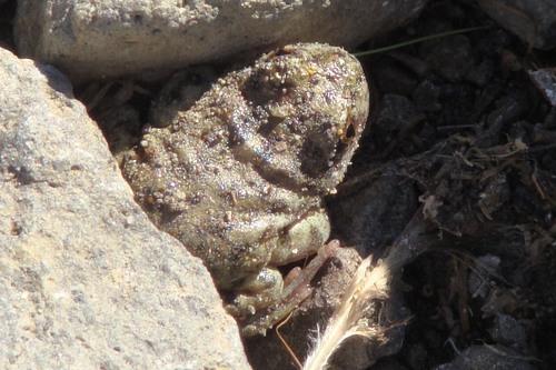 Reig's Frog reference