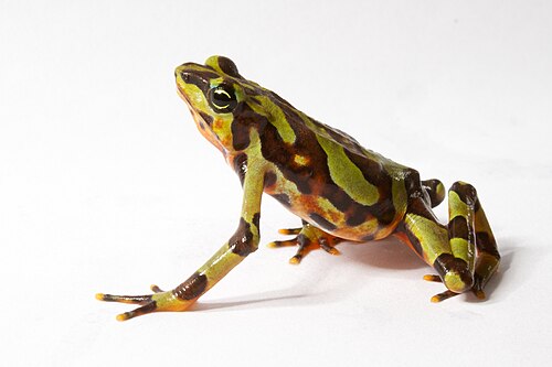 Variable Harlequin Toad reference