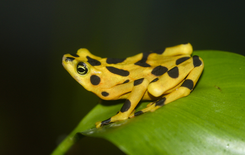 Panamanian Golden Frog reference
