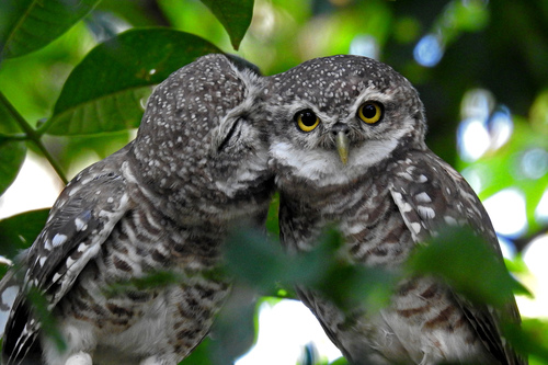 Spotted Owlet reference
