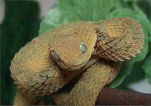 Green Bush Viper reference